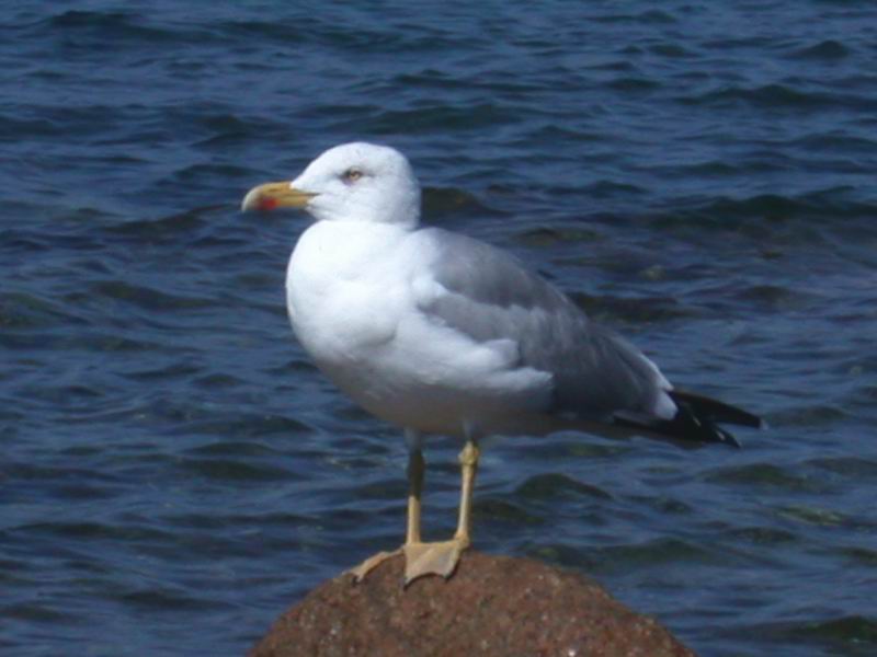 Gabbiano - Larus michahellis